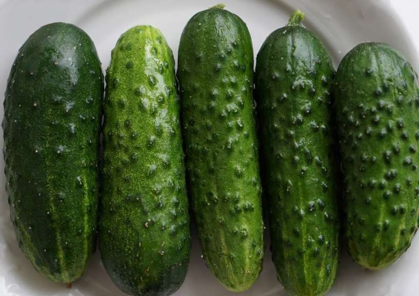 Vitamínová "bomba" pre uhorky, ktorá urýchli ich rast
