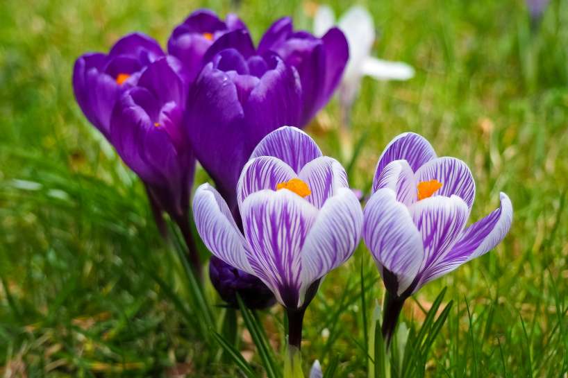 Lunárny kalendár pre záhradkárov od 22. do 28. apríla: dobré a zlé dni pre záhradkárčenie